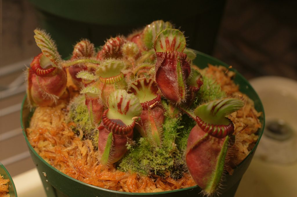 imagen de cephalotus mixto