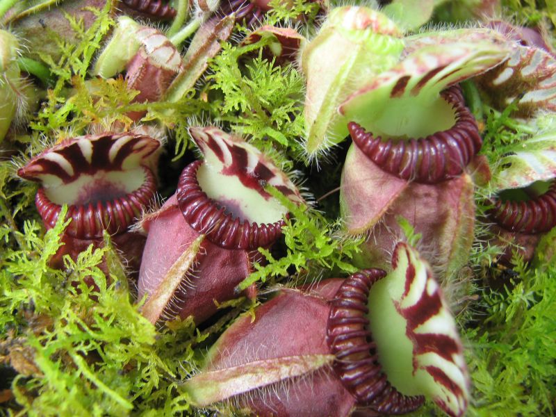 cephalotus peludo en foto