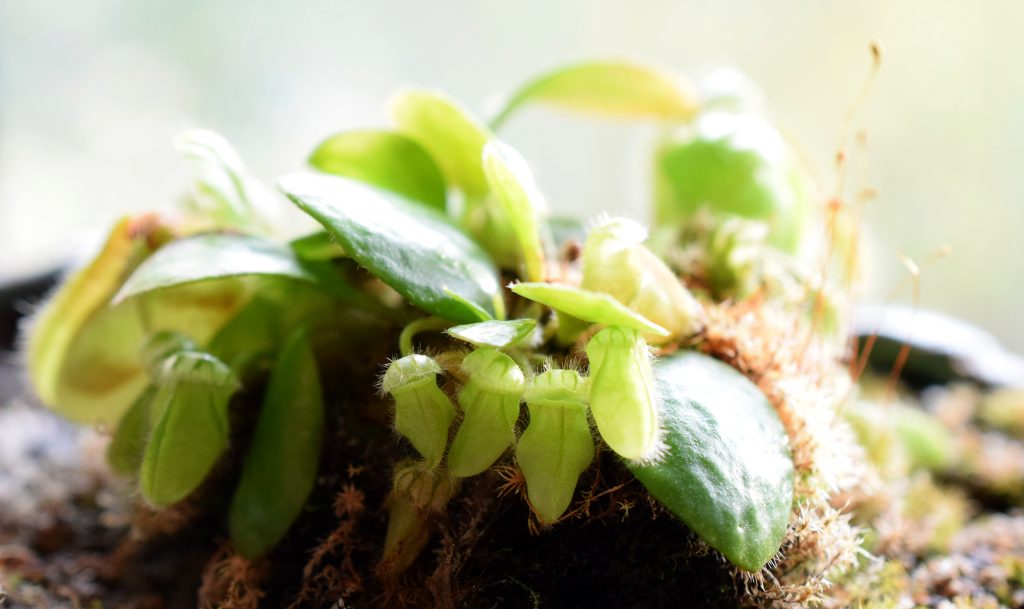 cephalotus verde en foto