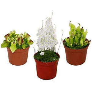 Imagen de una Cephalotus, una Sarracenia Heliamphora y una Utricularia