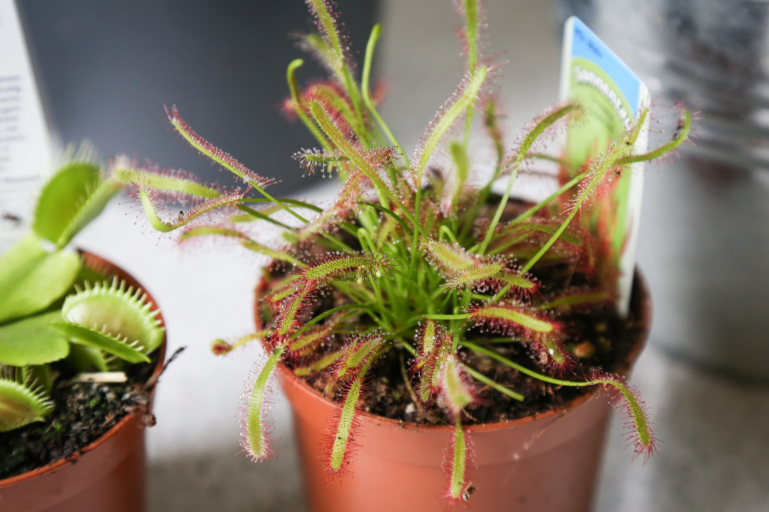 Imagen de una venus y una drosera