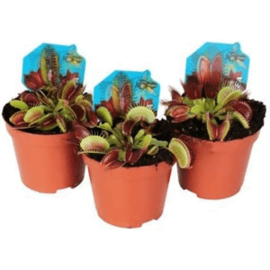 Imagen de tres Venus Atrapamoscas