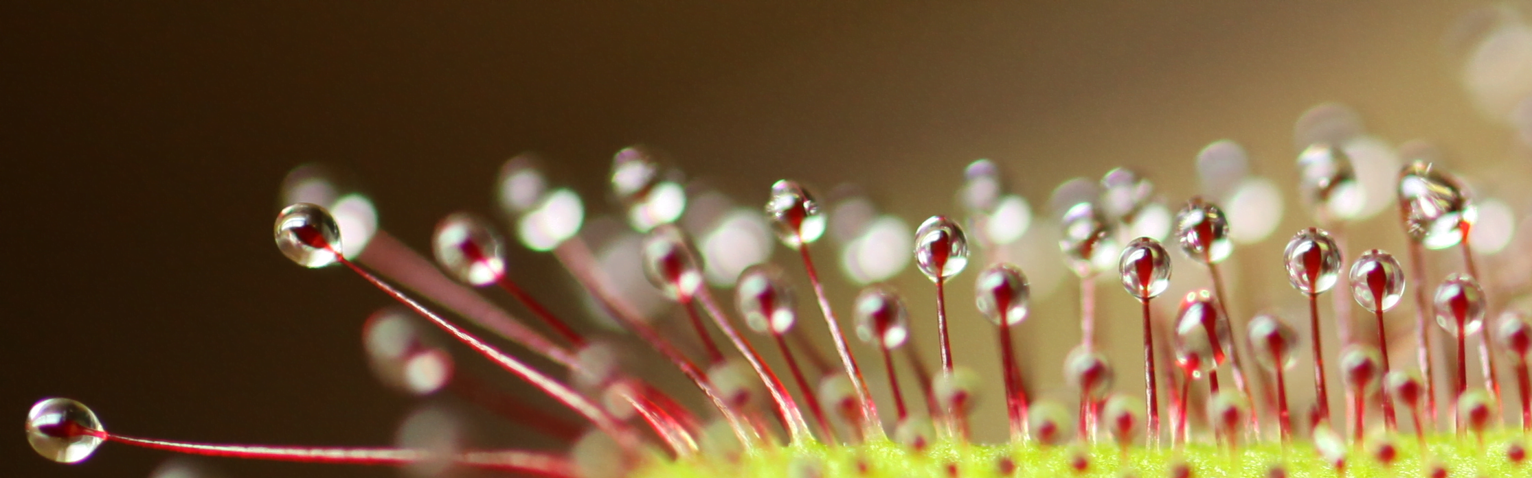 Imagen de una planta carnívora drosera