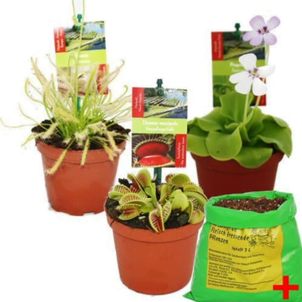Imagen de una Drosera, una Pinguicula y una Dionaea Muscípula