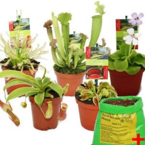 Imagen de 5 plantas carnívoras con tierra