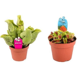 Imagen de una Venus atrapamoscas y una Sarracenia