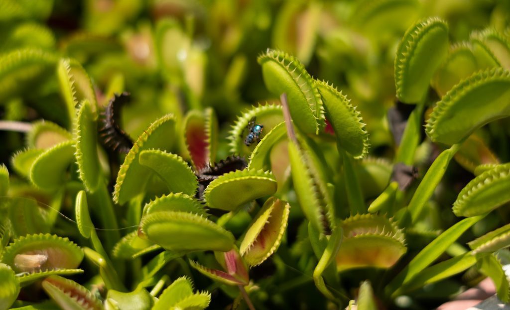 Imagen de dionaea cudo