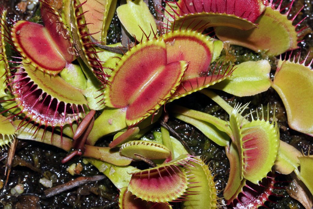 venus dionaea dracula