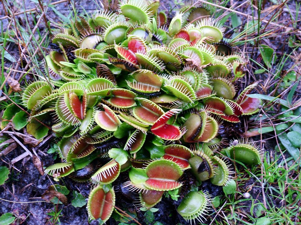 Imagen de dionaea pluto