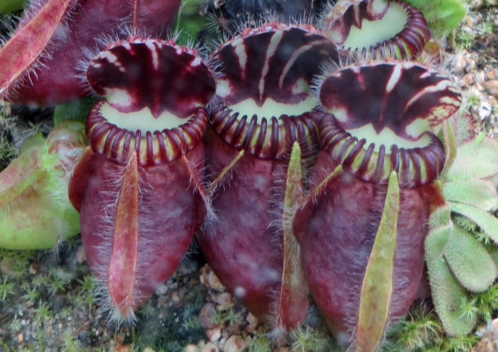 cephalotus rojizo fotografía