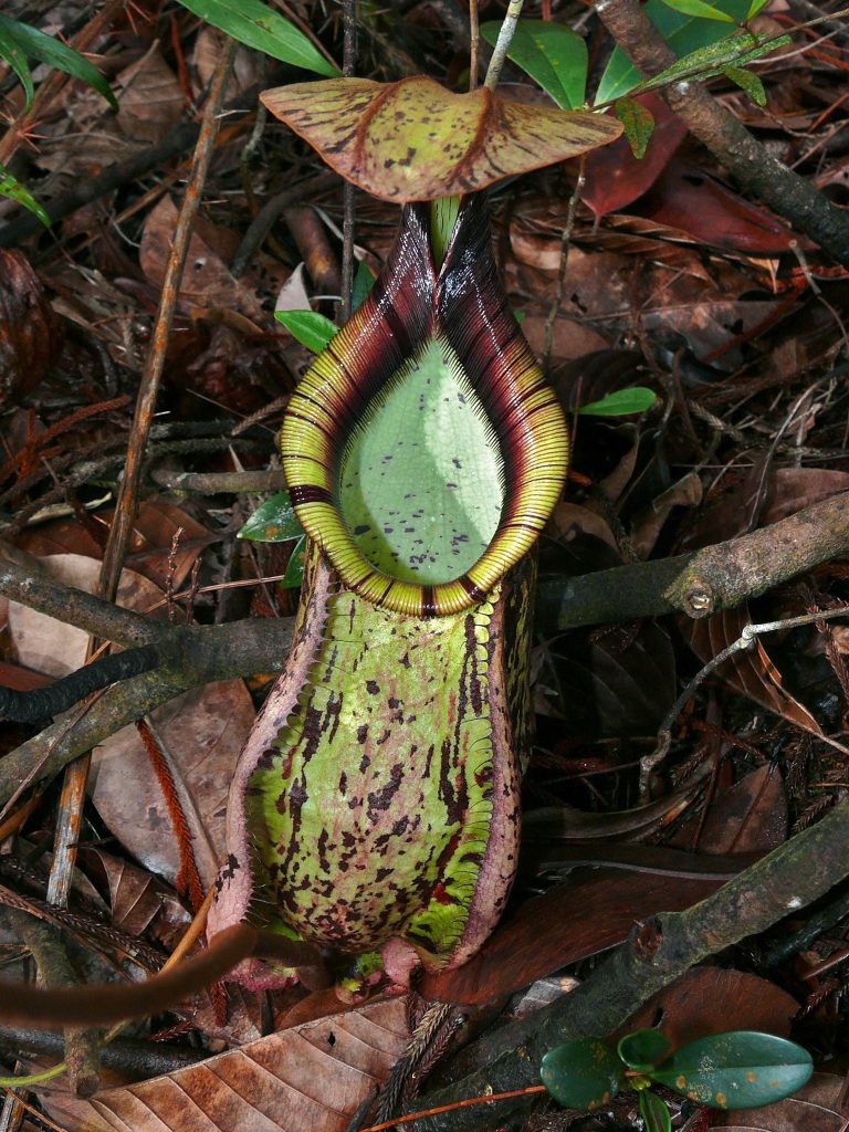 Nepenthes attenboroughii en foto