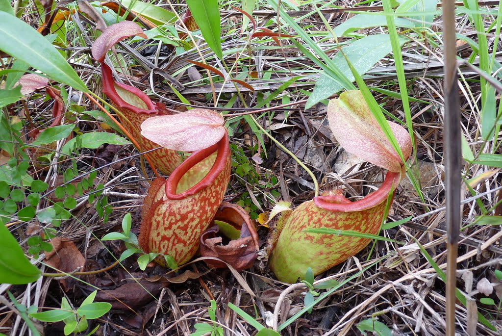 nepenthes holdenii en foto