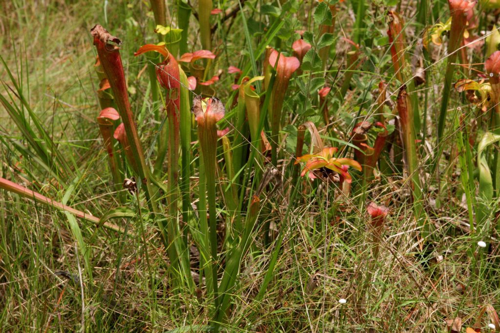 sarracenia alata en fotografía