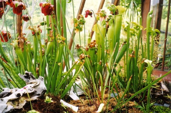 Imagen de sarracenia flava