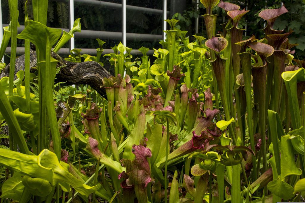 Fotografía de sarracenia híbrida