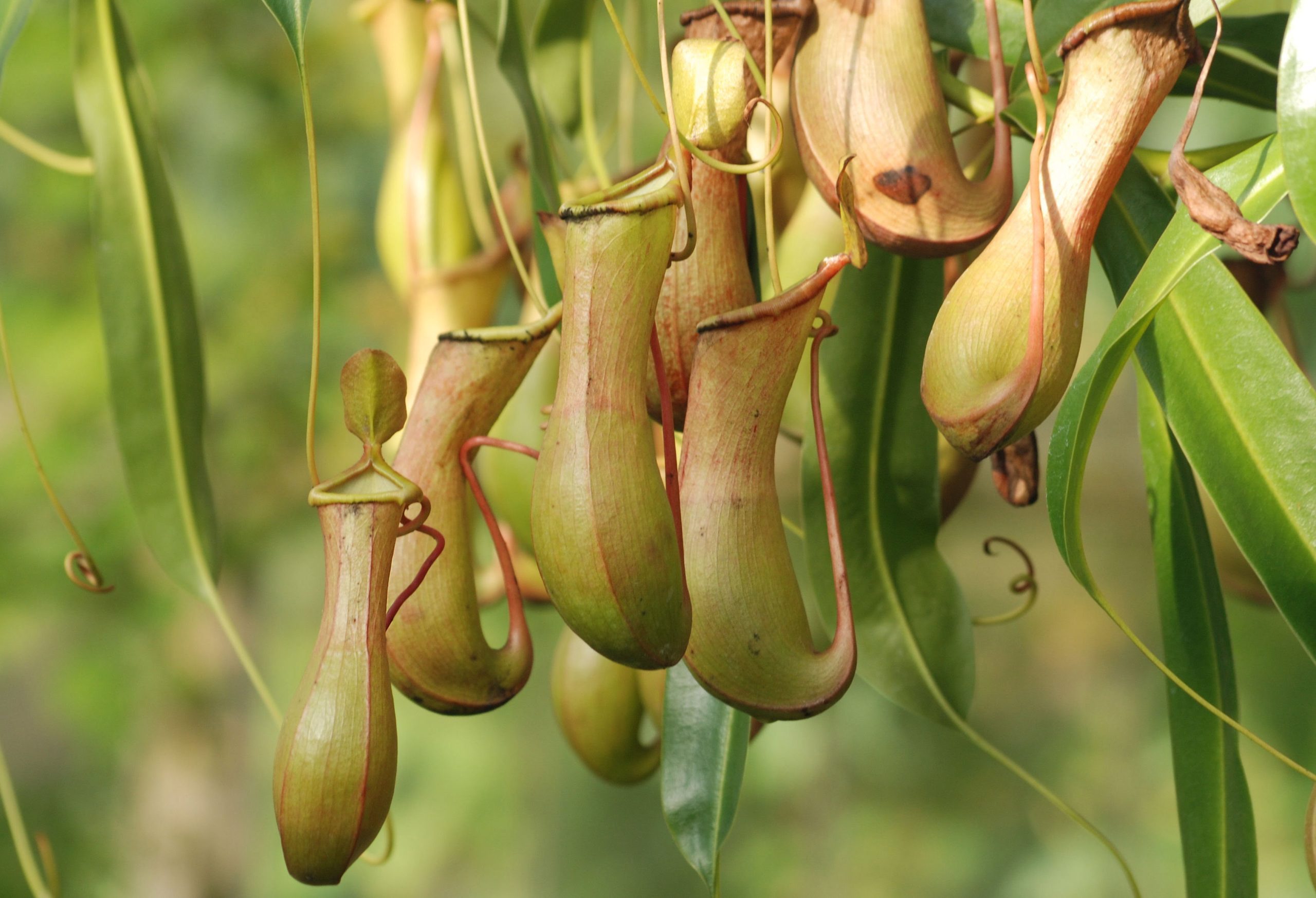 Imagen de una Nepenthes