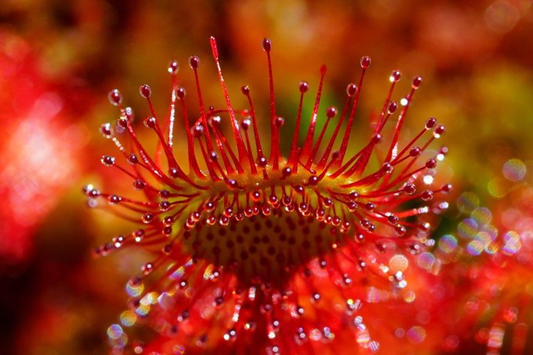 Imagen de una drosera