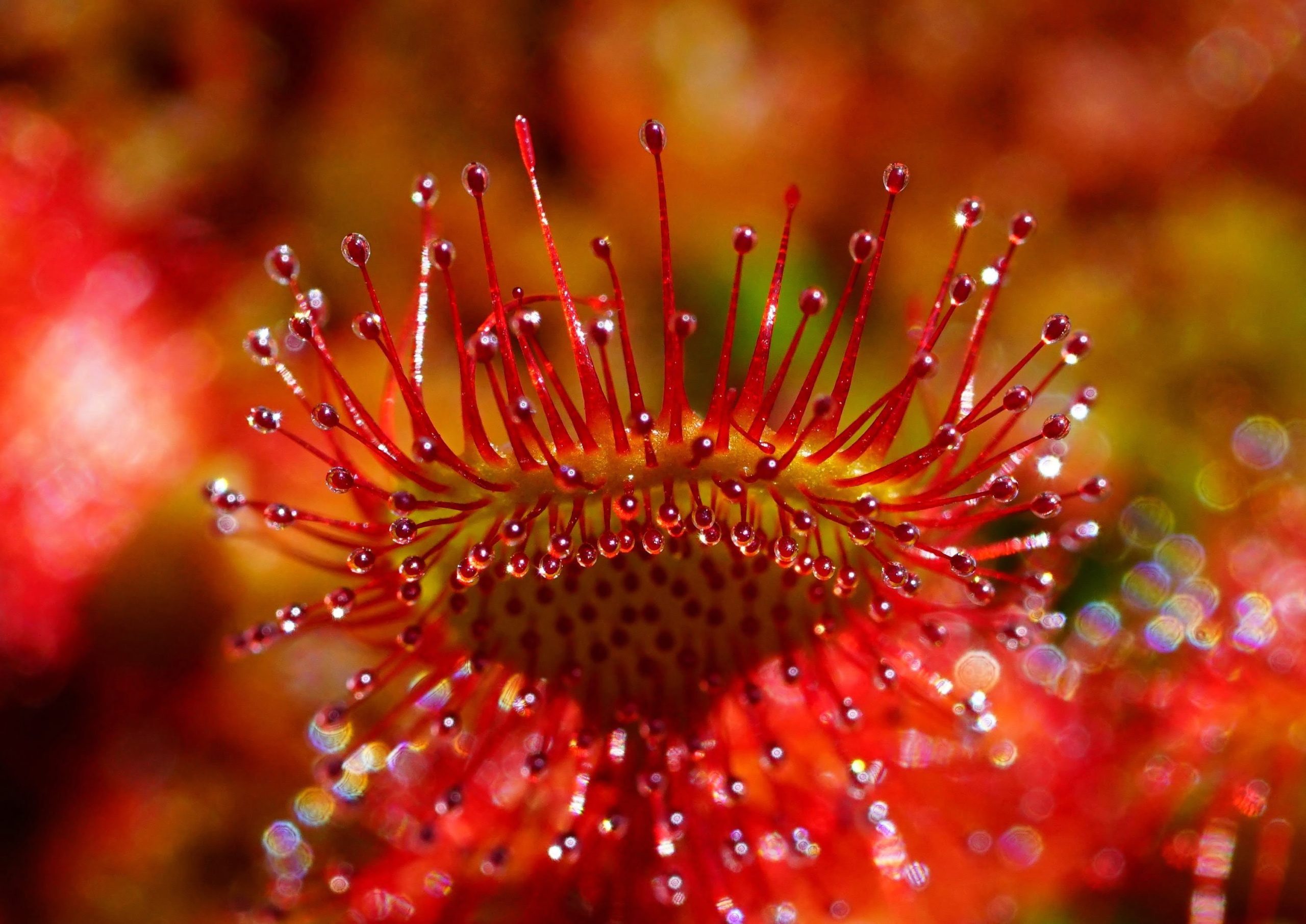 Imagen de una drosera