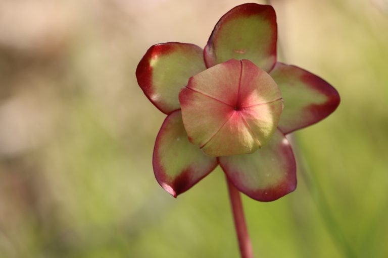 flor de una sarracenia