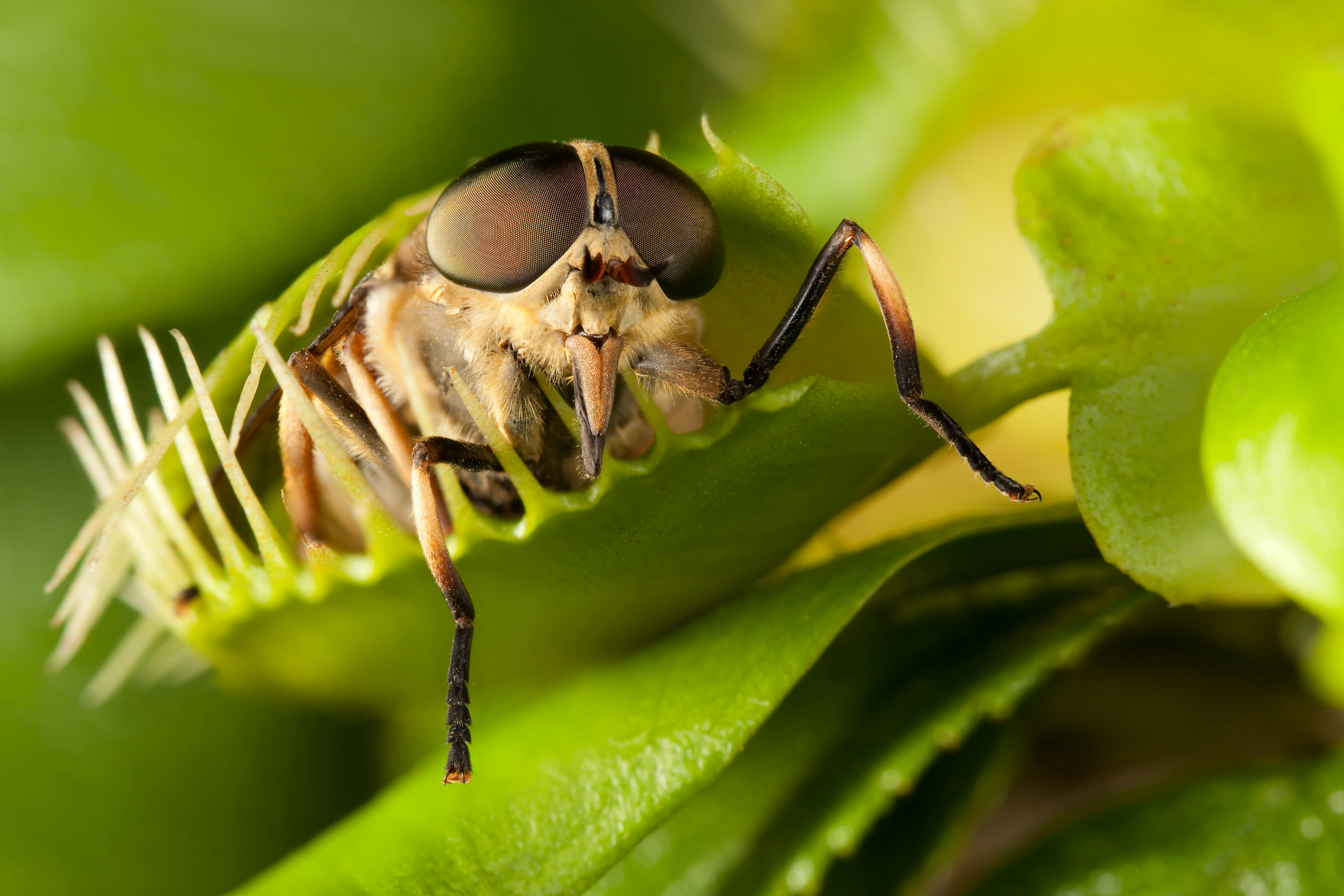 plantas carnívoras cazando
