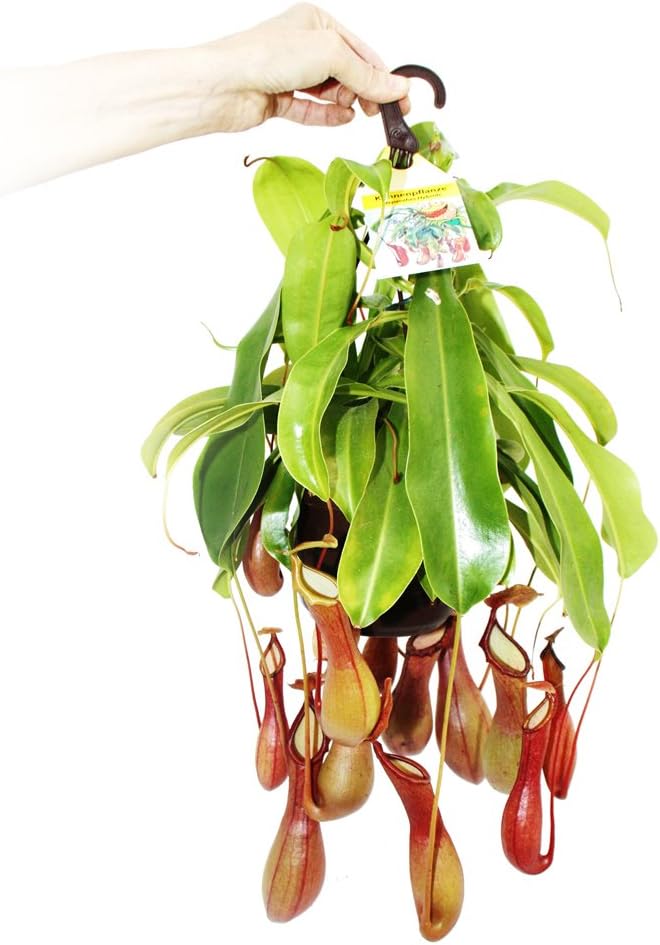 nepenthes monkey jars