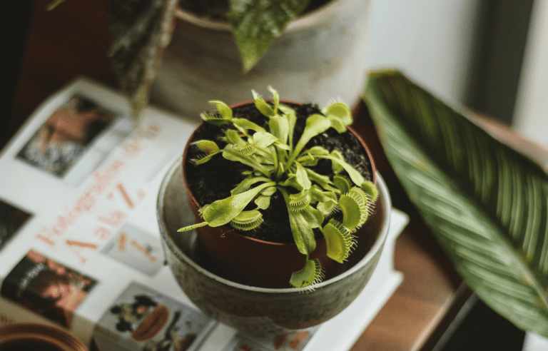 Cómo Cuidar Plantas Carnívoras de Interior