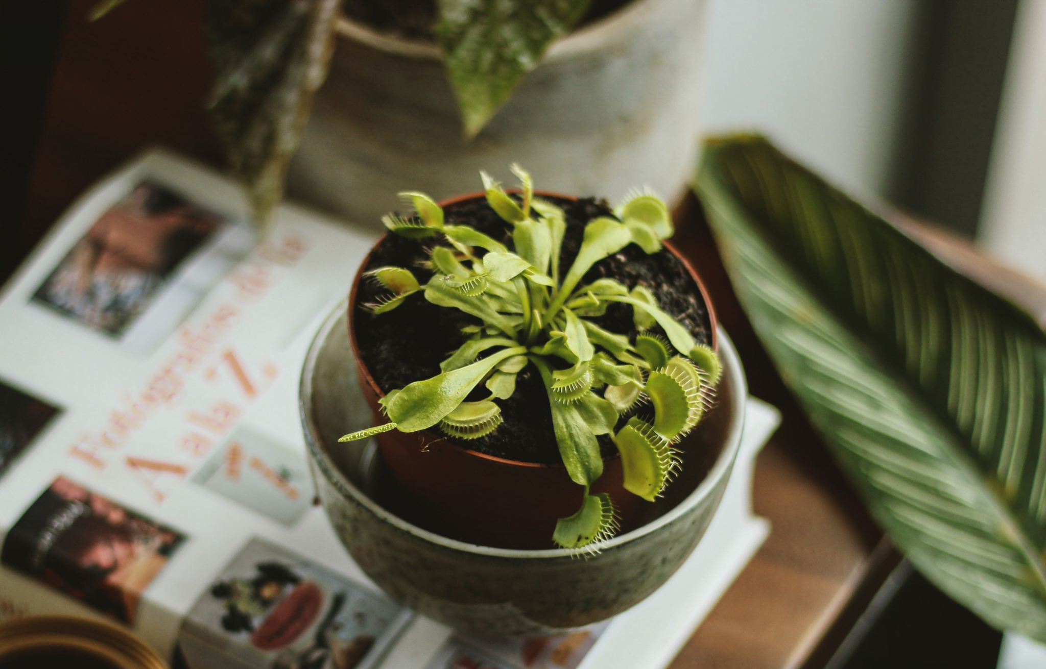 Cómo Cuidar Plantas Carnívoras de Interior