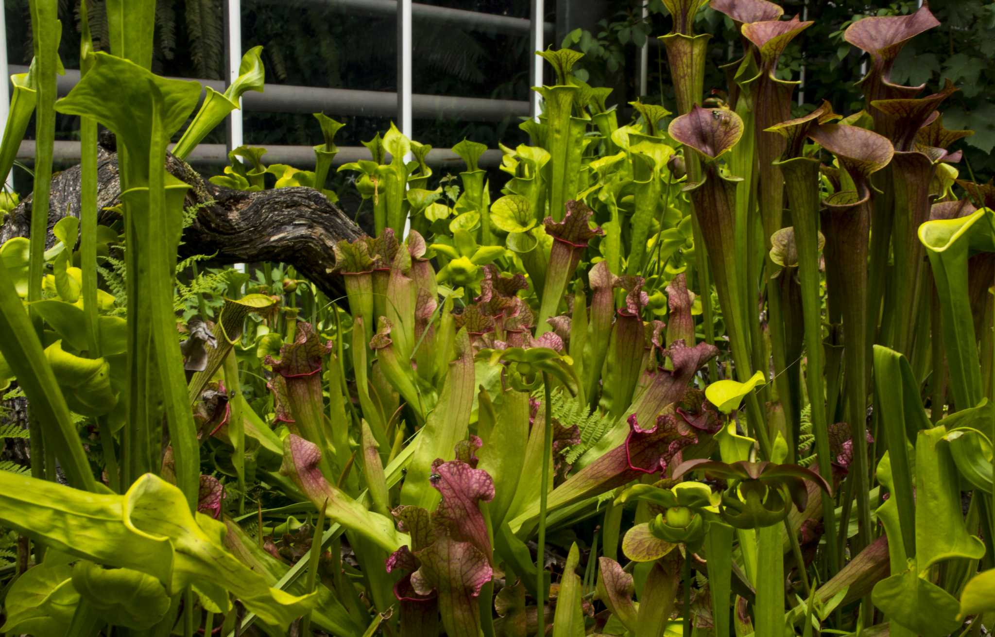 Jardín de Plantas Carnívoras en Casa