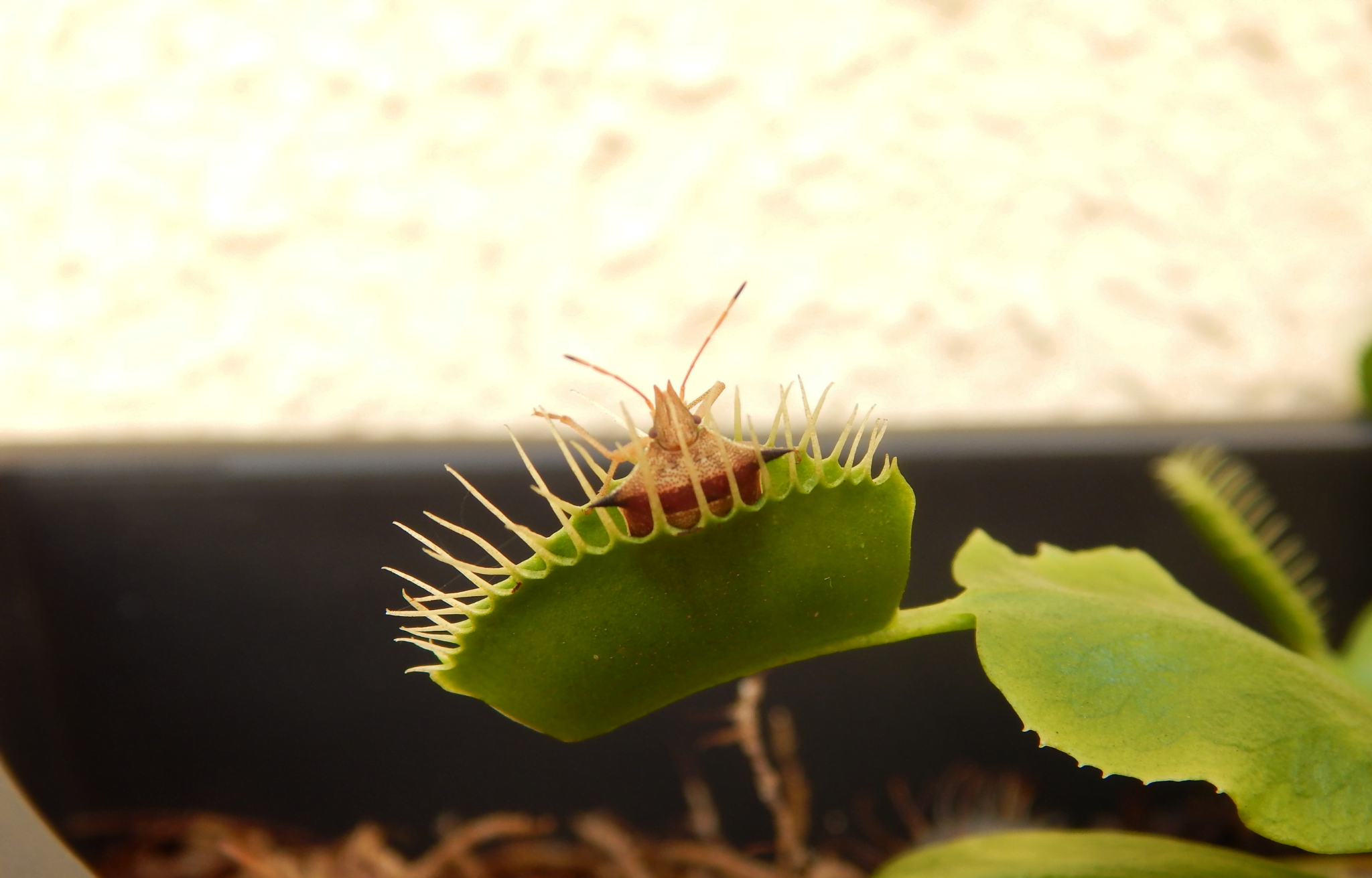 Fototropismo en Plantas Carnívoras