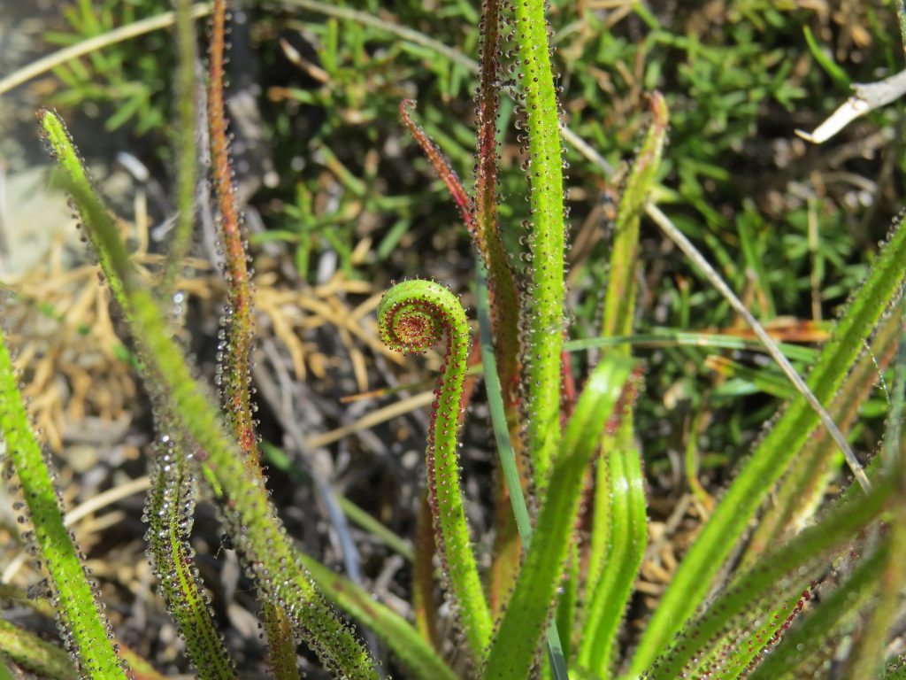 drosophyllum lusitanicum