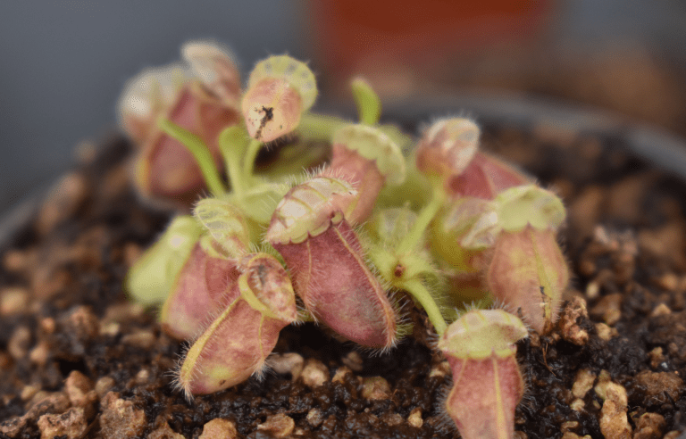 Plantas Carnívoras Pequeñas