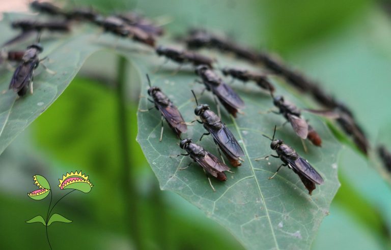 Atrapa Moscas Trampas para Moscas