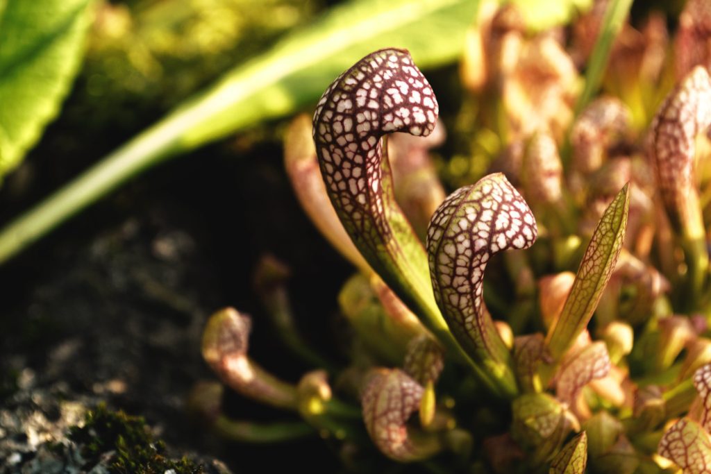 darlingtonia californiana