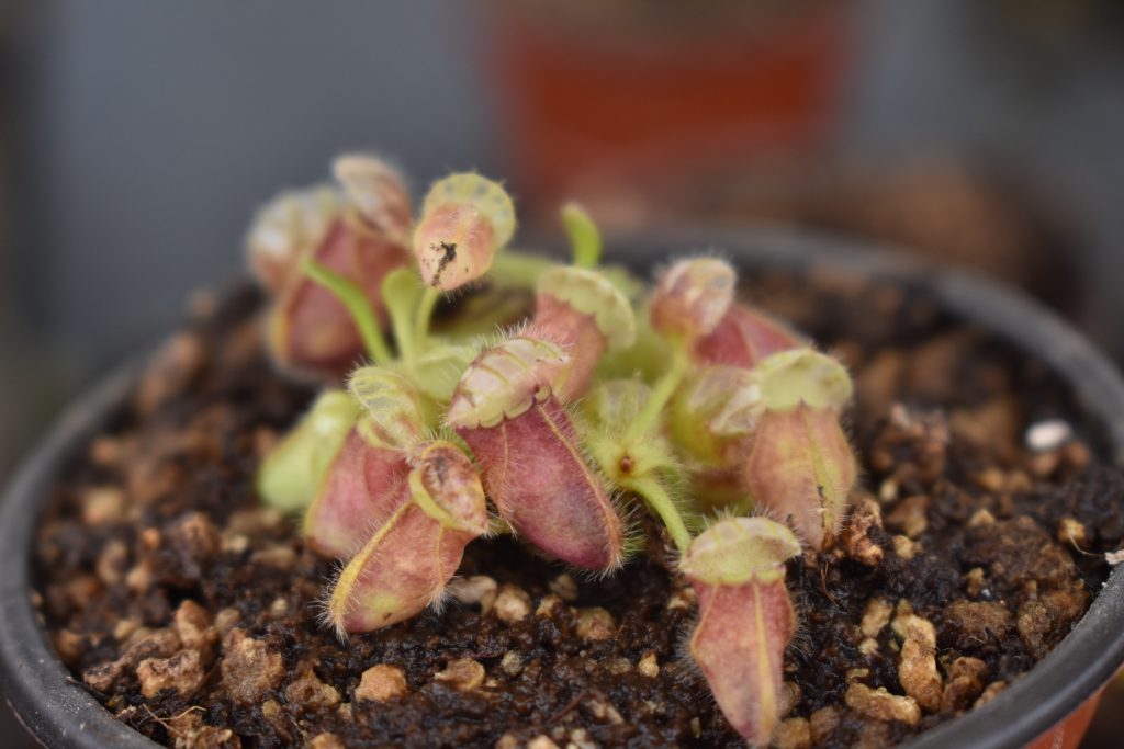 cephalotus