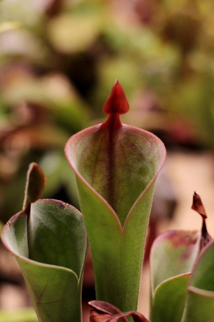 heliamphora