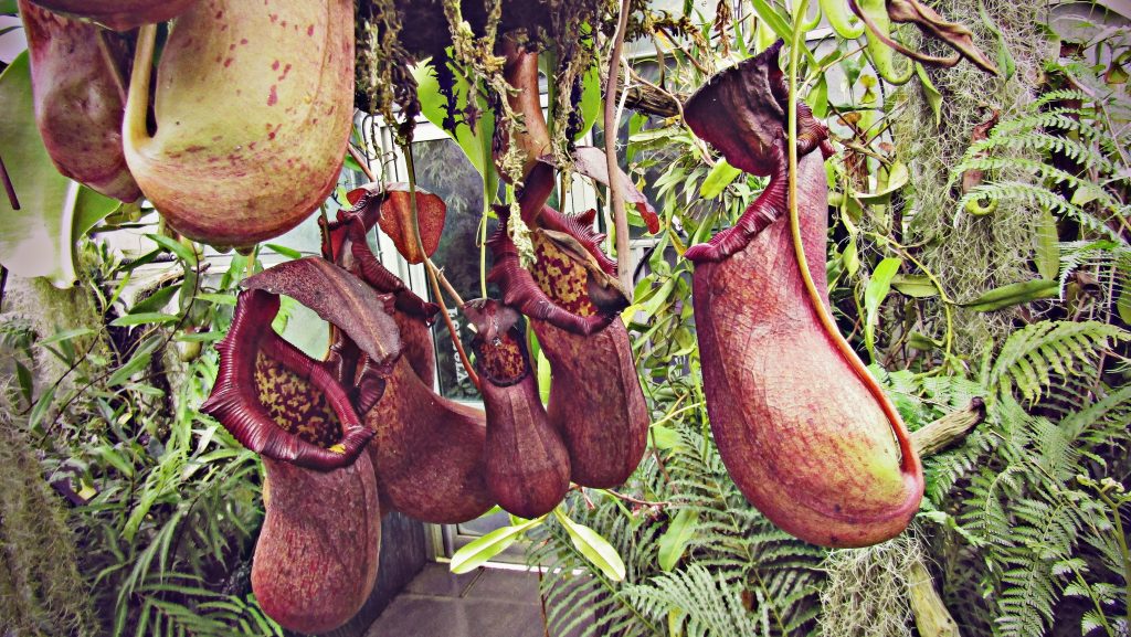 nepenthes rajah