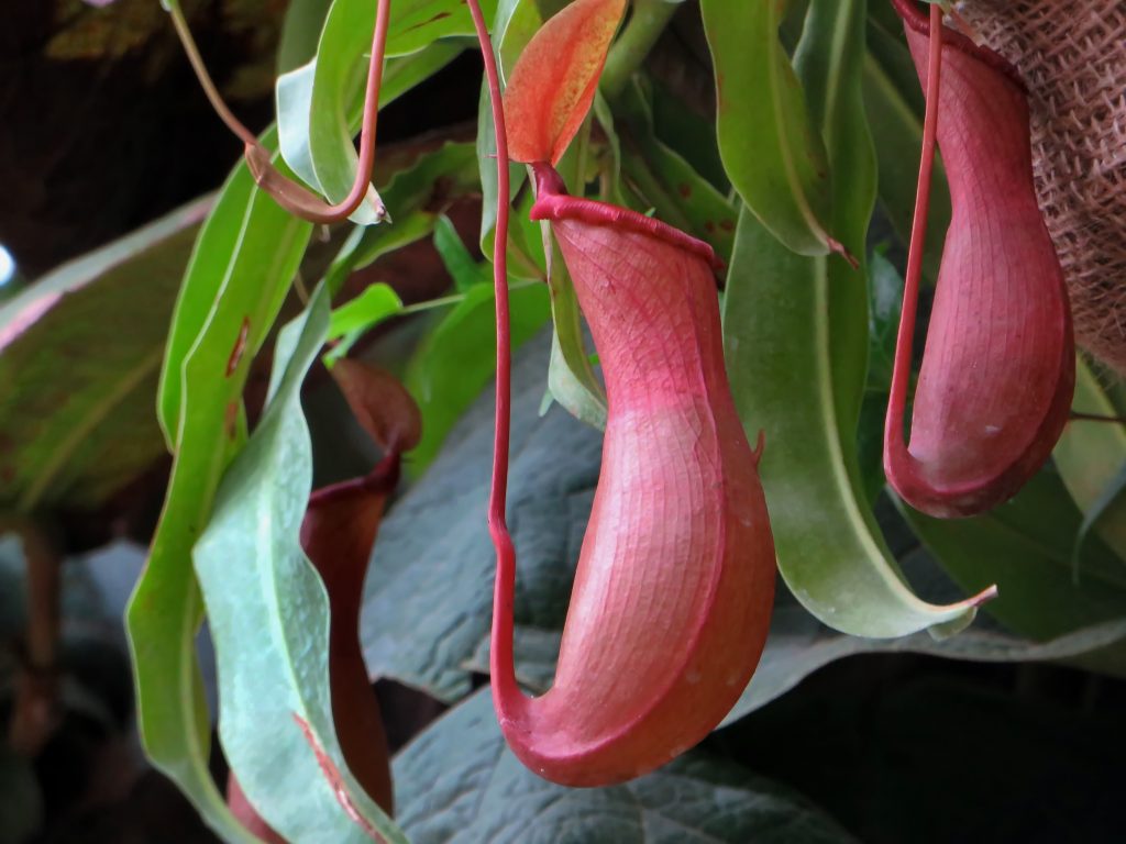 nepenthes monkey jars