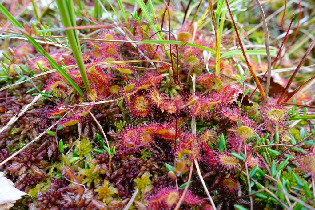 drosera gibsonii