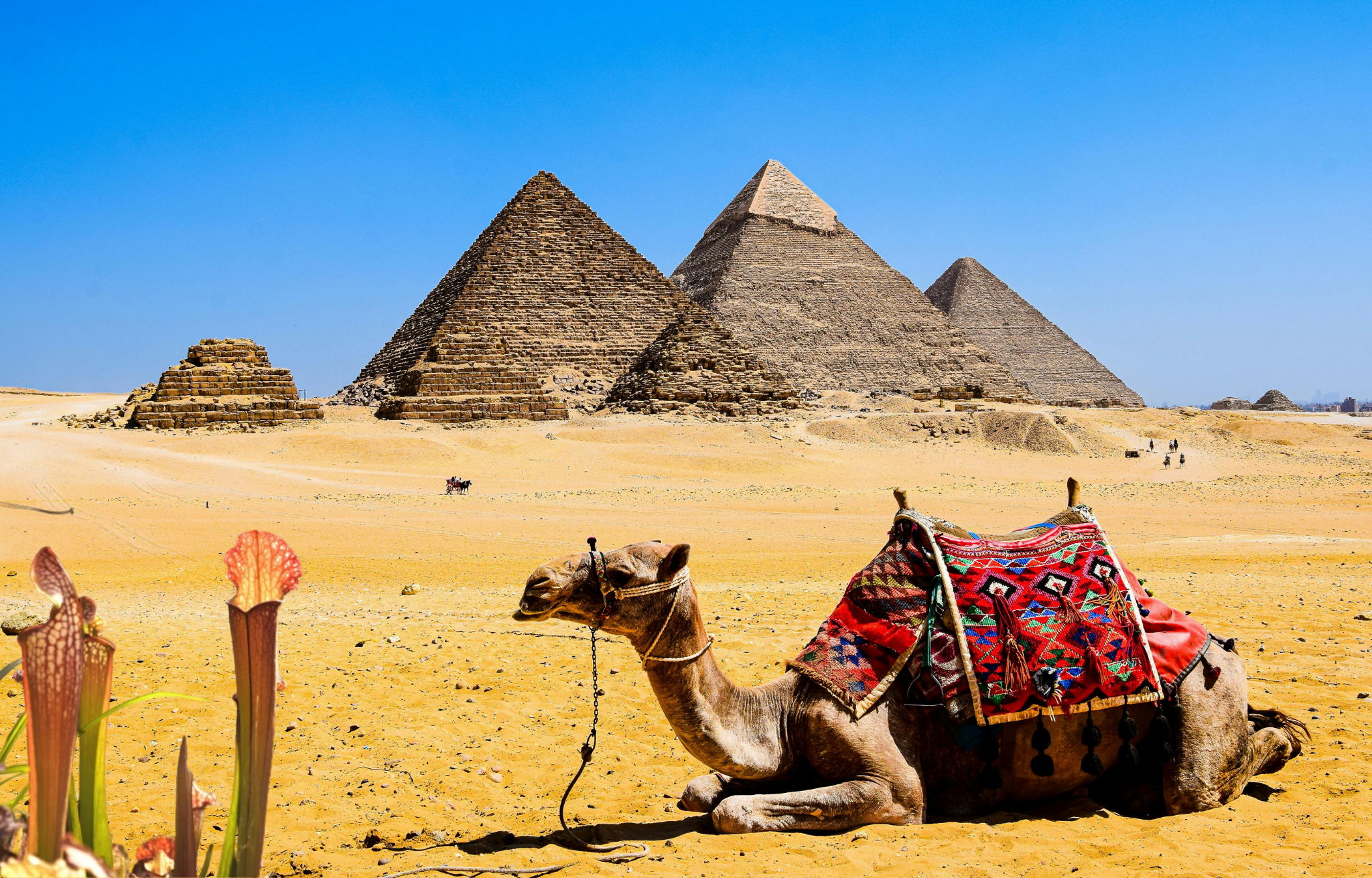 Plantas Carnívoras en el Antiguo Egipto