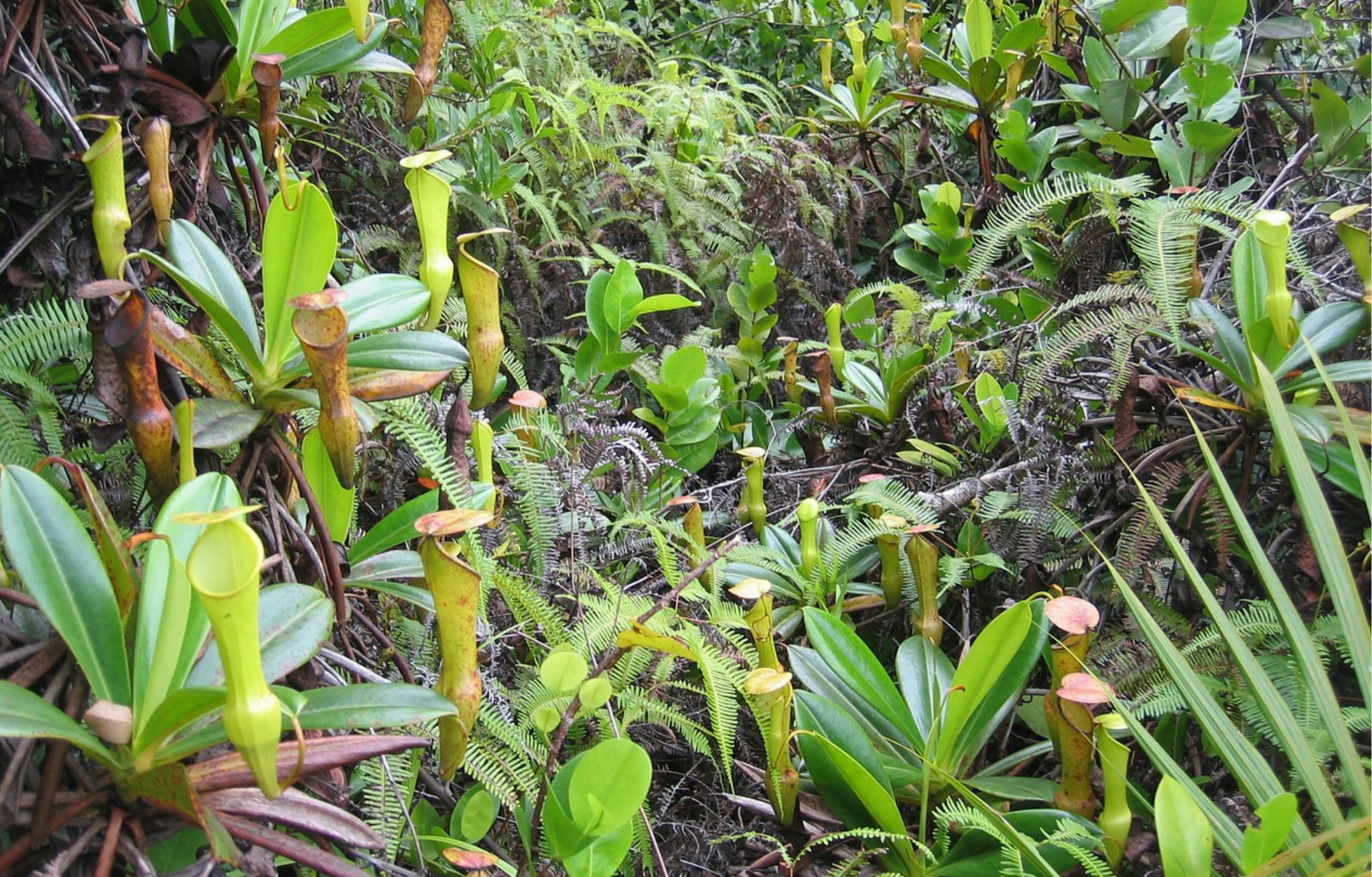 Las Plantas Carnívoras en la Mitología Aborigen Australiana