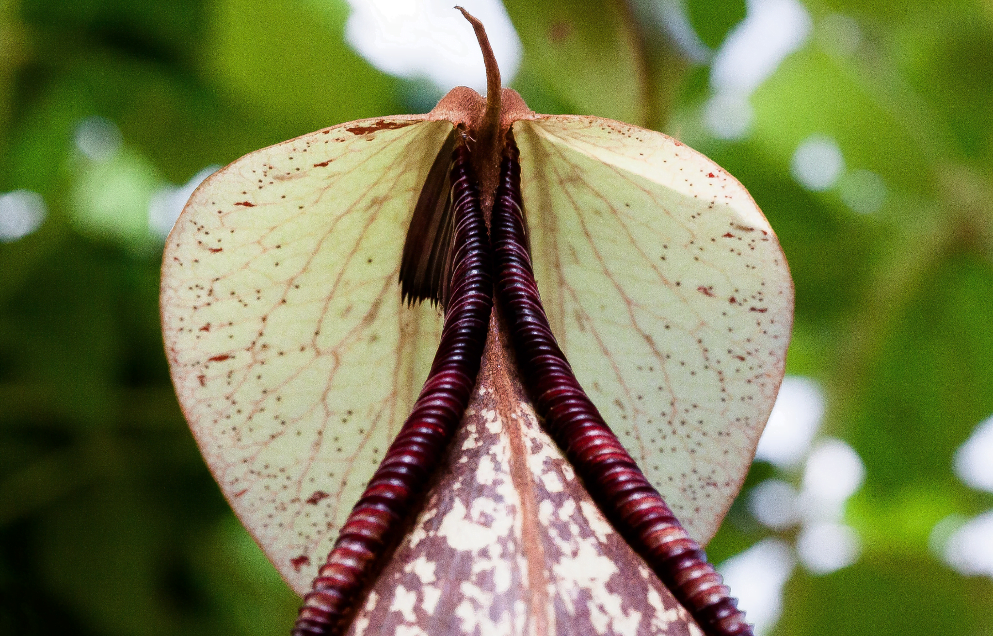 La Nepenthes attenboroughii: La Planta Carnívora que Desafía los Límites de la Naturaleza