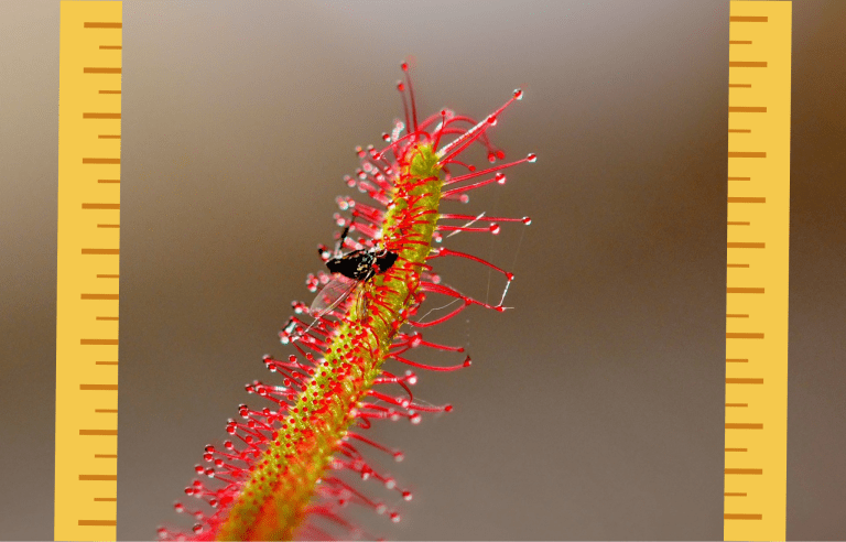 Descubre la Fascinante Historia de la Drosera magnifica, la Gigante de las Plantas Carnívoras