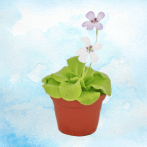 pinguicula producto