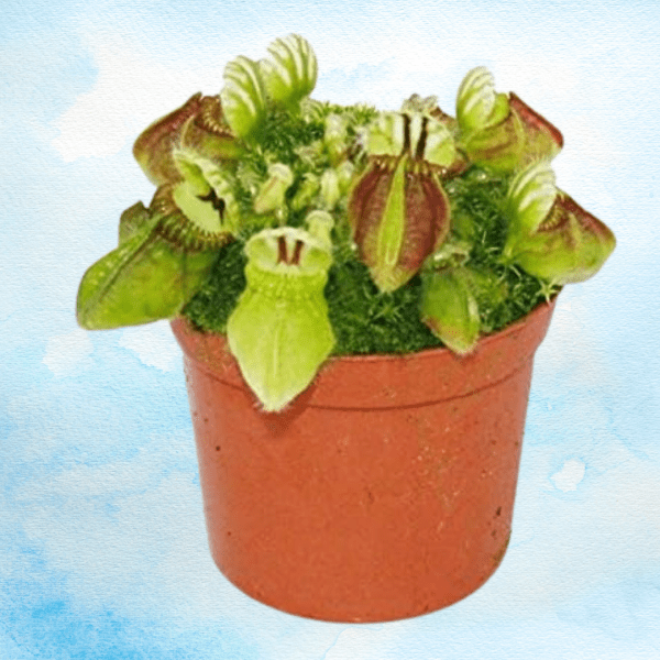 cephalotus