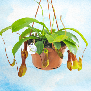 nepenthes producto