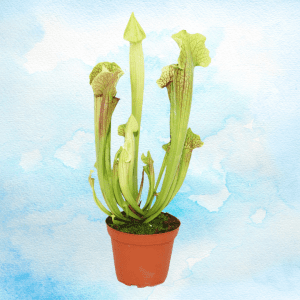 sarracenia producto