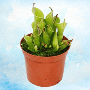 heliamphora producto