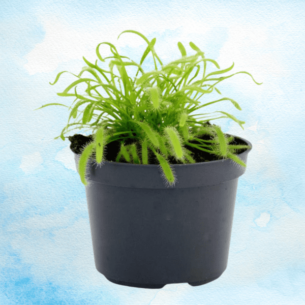 drosera producto