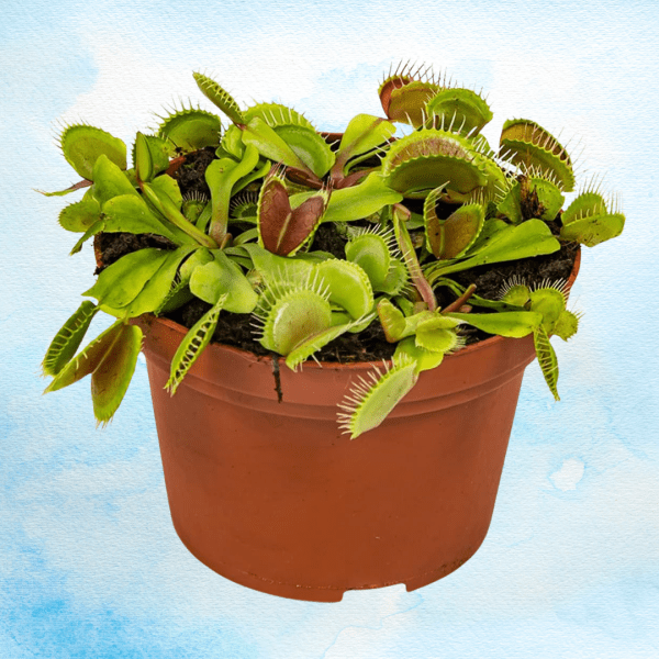 venus producto