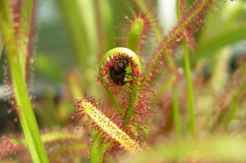 Drosera alimentandose